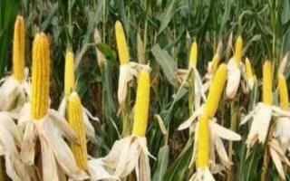 红单23号玉米品种简介，两年区试平均生育期127天