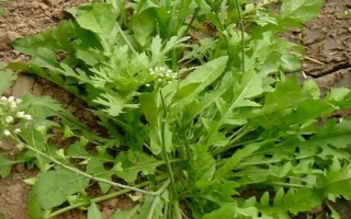 野菜刺儿菜的市场价格，市场价格5到10元一斤