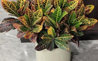 变色木有没有毒，毒性会挥发在空气中