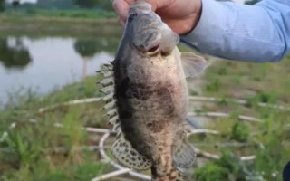 什么是鳜鱼,属于鮨科淡水鱼类