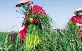 蒜苔采摘的技巧，开始甩弯时采收