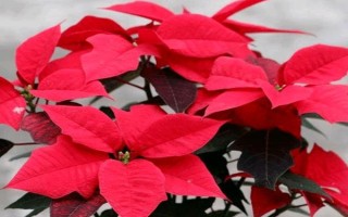 一品红能不能净化空气，可吸收有害气体并增加湿度