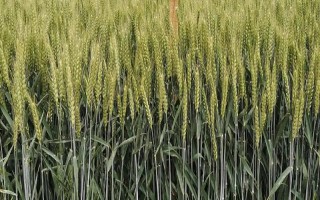 国豪麦3号小麦品种的特性，比对照品种川麦42晚熟2天