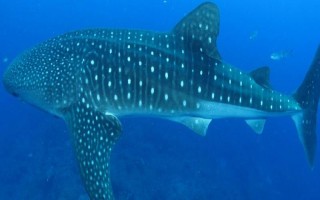 鲸鲨与虎鲸哪个更厉害，虎鲸的智商、嗜咬力、灵活度均要更高