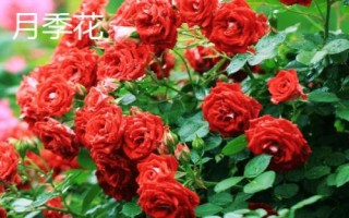 花期最长的花，有些花卉也能做到四季开花