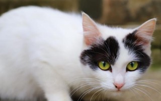 猫拉稀的原因，可能是土壤更换了猫粮或饲喂过多等导致