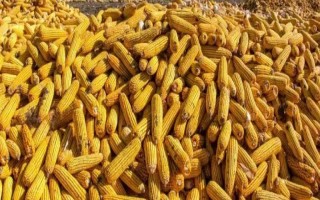 滑玉13玉米品种的特性，高抗矮花叶病和南方锈病