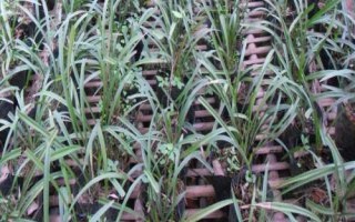 种植一亩兰花的成本,大约需要5.5万元