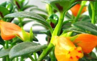 金鱼吊兰的换盆方法，换盆的前三天要暂停浇水