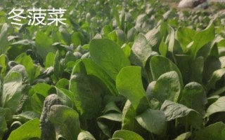 菠菜的适宜种植时间,春菠菜的播种适期为3月份