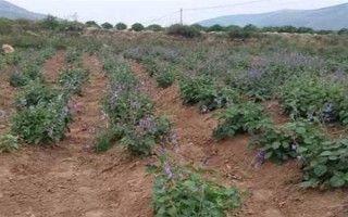 种植丹参多久可以收获，生长期为1年