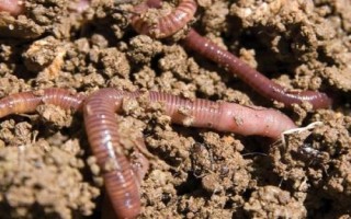 黄颡鱼的食性，鱼苗阶段主要以浮游动物为食