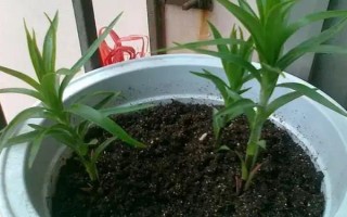 百合花怎么养,要定期修剪