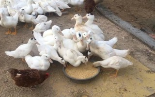 为什么白条鸭那么便宜，因为其是速成鸭