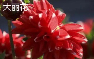 大丽花是不是天麻的一种，二者不是同类别的植物