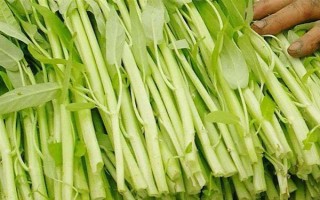 空心菜怎么栽培,早春可直接撒播种子