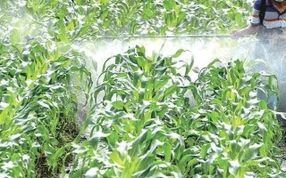 怎么防治玉米的虫害，轮作倒茬、清洁田园可减少初侵染源