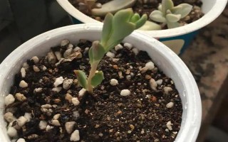 多肉的花剑怎么扦插，把花剑剪下来晾干伤口再插入土壤中