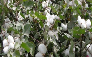 山农棉14号棉花品种的特性,属转基因中早熟品种