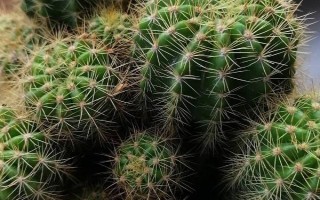 仙人球能不能养在卧室中，没有毒性可以放心养殖