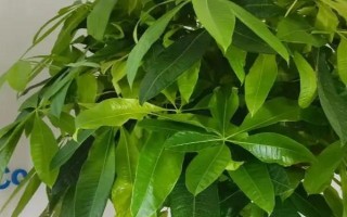 发财树的养殖方法,将环境温度控制在18-25℃