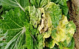 白菜常见病虫害的防治方法，不同病虫害的防治方法不同