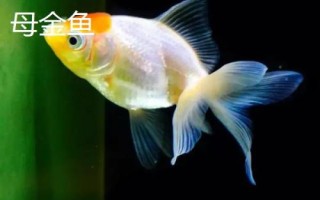 如何区分金鱼的公母，成年后可通过观察腹部区分