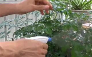 让幸福树安全过冬的方法，可将室温保持在10℃左右