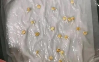 五彩甜椒的种植方法，播种前需浸种催芽