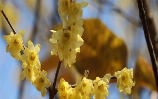 怎么养倒挂金钟,在生长期7-10天左右施肥一次