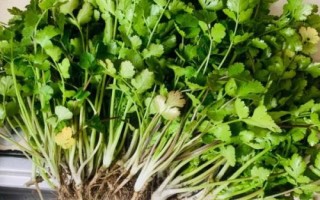 哪些蔬菜在8月份种植,包括黄瓜、西葫芦、芥菜等品种