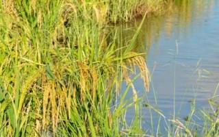 深两优841水稻种子特点，秧田亩播种量8~10公斤