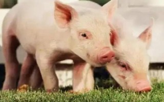 猪苗的价格，各地的售价有很大区别