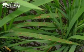 独占春的病虫害及防治方法，常见的有白绢病、炭疽病等