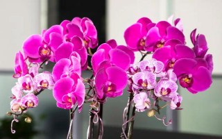 蝴蝶兰的养护方法，环境温度应当控制在15℃以上