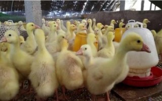 肉鸭育雏期饲养技术，选购的雏鸭大小基本要一致