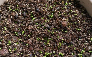 矮牵牛的栽种要点,夏季和秋季均可播种