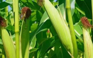 兴民28玉米种子特征特性,夏播生育期95天左右