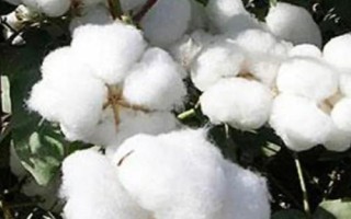 中棉所96019棉花种简介,草害防治视情况而定