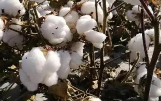 新彩棉25号棉花品种简介,全生育期滴水10—12次