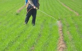 小麦缺钾的症状，常表现为茎秆矮小