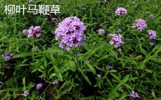 马鞭草有什么种类,分为柳叶马鞭草、柠檬马鞭草等品种