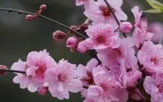 花中四君子的产地,梅花主要分布在我国西南安徽、浙江一带