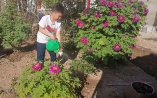 剪下的牡丹枝条水培能不能生根，牡丹枝条水培可以生根