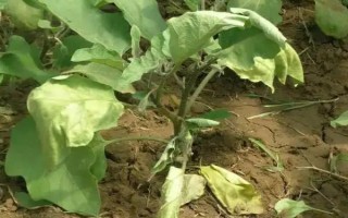 茄子病害及防治方法，常见的病害有猝倒病、褐纹病等