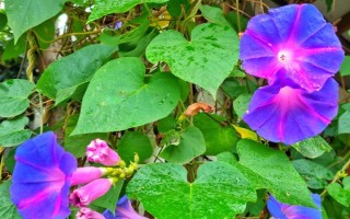 喇叭花早上开晚上闭的原因,是因为中午的温度较高会带走水分