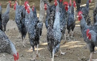 有哪些散养鸡品种,常见的有芦花鸡、三黄鸡等