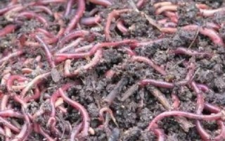 手碰到蚯蚓会不会感染寄生虫，一般不会