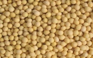 惠农5号大豆品种简介,一般5月上中旬播种