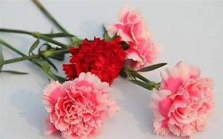 康乃馨的颜色，主要有红色、白色、粉红色等6种色彩